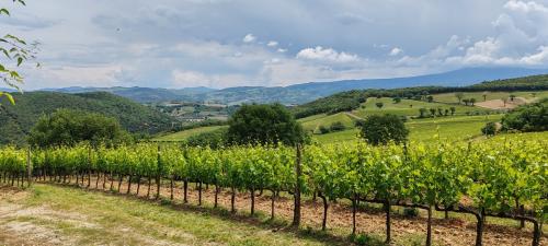 Brunello di Montalcino Casisano